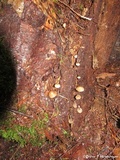 Mycena maculata image
