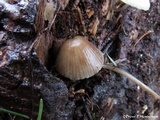 Mycena maculata image