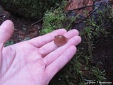 Mycena maculata image