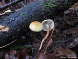 Hypholoma capnoides image