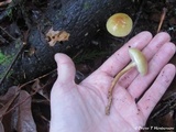 Hypholoma capnoides image