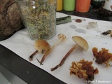 Hypholoma capnoides image