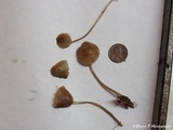 Mycena maculata image