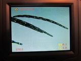 Trichoglossum hirsutum image