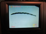 Trichoglossum hirsutum image