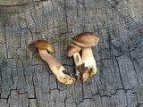 Homophron spadiceum image