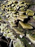 Trichaptum abietinum image