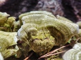 Trichaptum abietinum image
