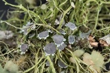 Heterodermia echinata image
