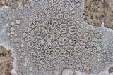 Ochrolechia pallescens image