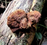 Phellinus gilvus image