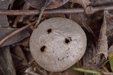 Myriostoma coliforme image