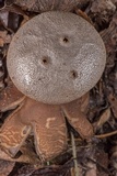 Myriostoma coliforme image