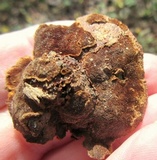 Phellinus gilvus image