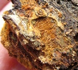 Phellinus gilvus image