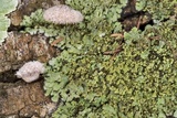 Phaeophyscia hirsuta image