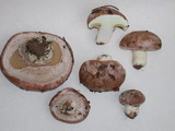 Suillus albivelatus image