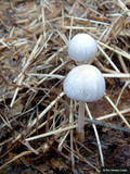 Panaeolus semiovatus var. phalaenarum image