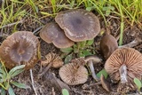 Entoloma vernum image