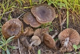 Entoloma vernum image