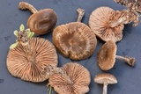 Entoloma vernum image