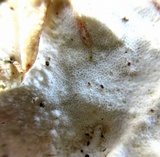 Tyromyces chioneus image