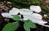 Tyromyces chioneus image