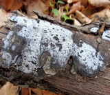 Biscogniauxia atropunctata image