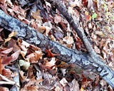 Biscogniauxia atropunctata image