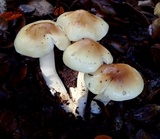 Hygrophorus roseobrunneus image
