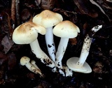 Hygrophorus roseobrunneus image