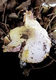 Agaricus silvicola image