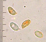 Hygrophorus roseobrunneus image