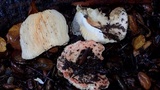 Russula silvicola image