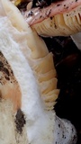 Russula silvicola image