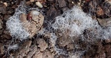 Phycomyces blakesleeanus image