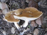 Hygrophorus roseobrunneus image