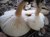 Hygrophorus roseobrunneus image