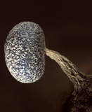 Physarum album image