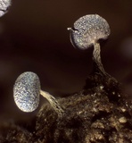 Physarum album image