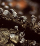 Physarum album image
