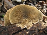 Daedaleopsis confragosa image