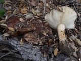 Tricholoma dryophilum image