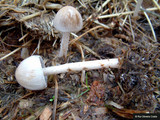 Panaeolus semiovatus image