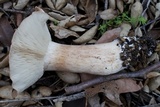 Tricholoma dryophilum image
