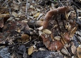 Tricholoma dryophilum image