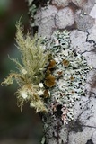 Hypotrachyna livida image