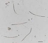 Cyclaneusma minus image