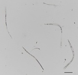 Cyclaneusma minus image