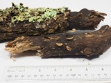 Simocybe haustellaris image